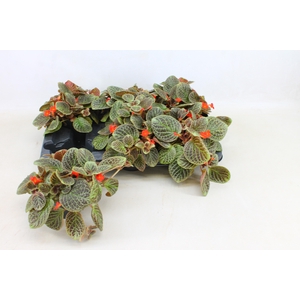 EPISCIA TIERRA PLATA