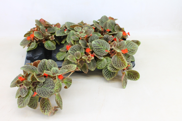 <h4>EPISCIA TIERRA PLATA</h4>