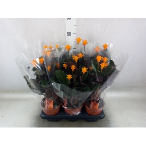 Calathea crocata