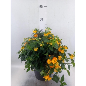 Lantana camara 'Simon Orange'