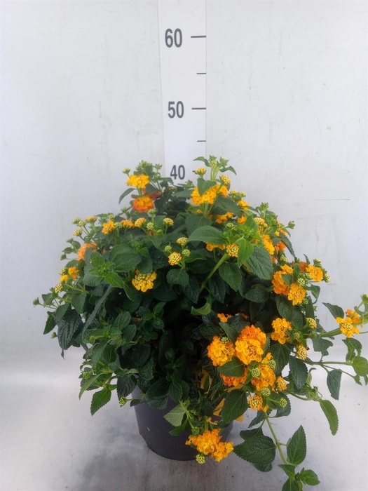 <h4>Lantana camara 'Simon Orange'</h4>