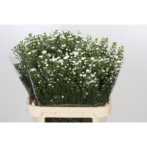 Aster Paquita