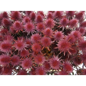 Eryn Magnetar Bordeaux L60