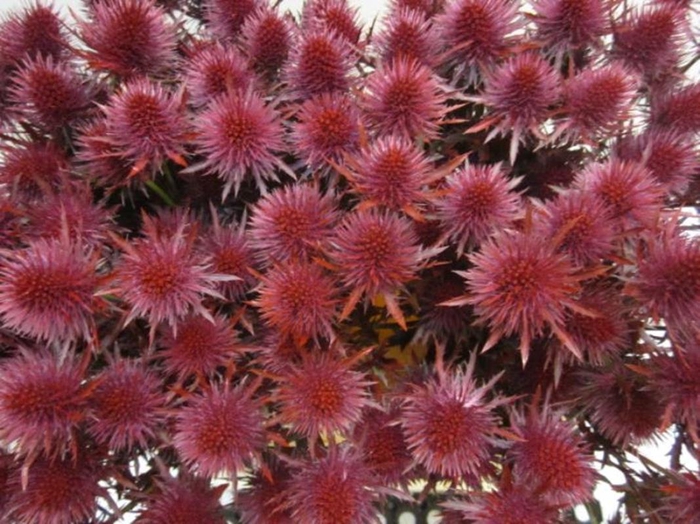 <h4>Eryn Magnetar Bordeaux L60</h4>