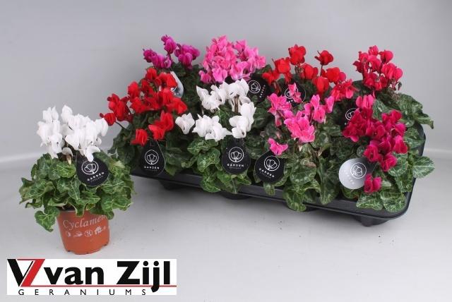 <h4>CYCL KL GARDEN</h4>