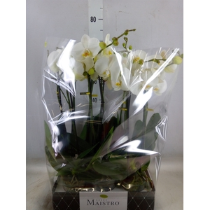 Phalaenopsis   ...white