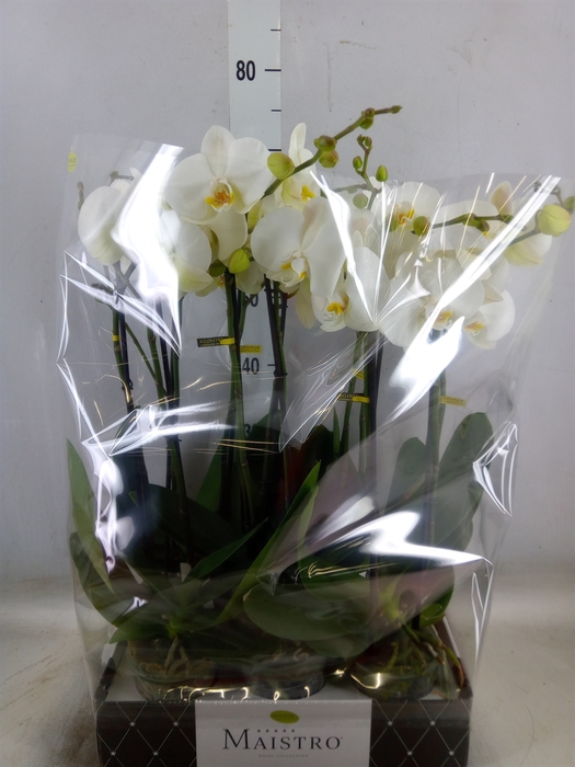 <h4>Phalaenopsis   ...white</h4>