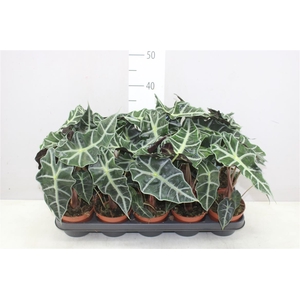 Alocasia Polly