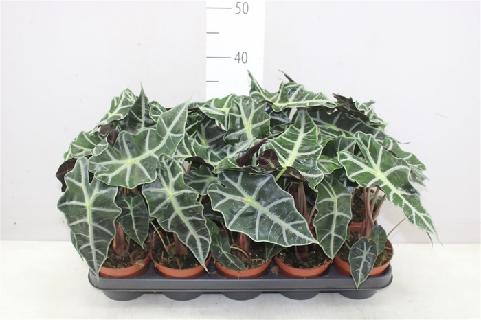 <h4>Alocasia Polly</h4>