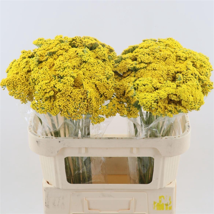 <h4>Achillea Parker's Variety</h4>