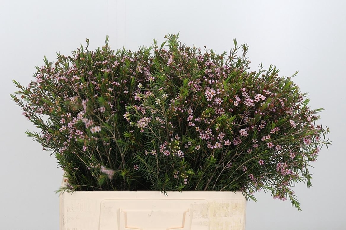 <h4>Chame Un Romi</h4>