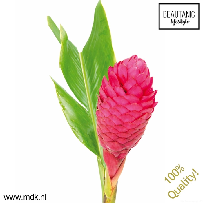 <h4>Alpinia Purpurata</h4>