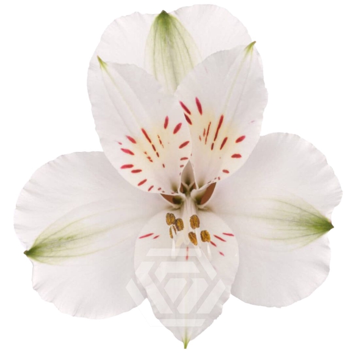 <h4>ALSTR WINTERFELL Tessa</h4>