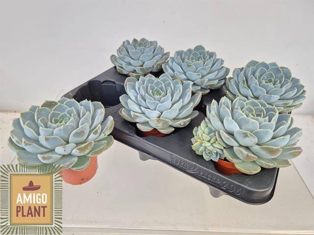 <h4>ECHEV ROSETTA CIELO</h4>