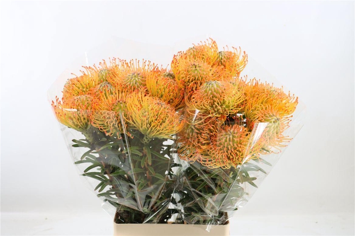 <h4>Leucos Orange Sunset For Ayor</h4>