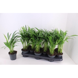 Areca lutescens 10,5Ø 40cm