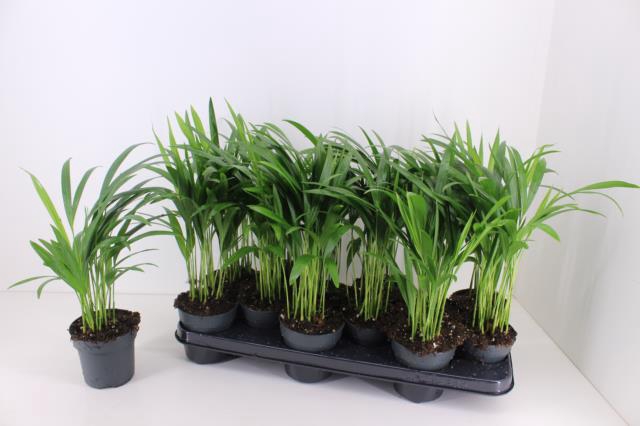 Areca lutescens 10,5Ø 40cm