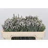 Kaaps Groen Silver Brunia