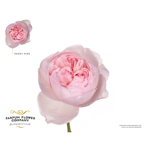 Rosa Parfum Peony Pink