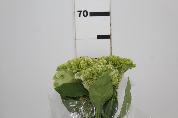 <h4>CEL. BOMBAY GREEN 060 CM VERDE</h4>