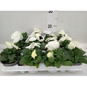 Viola wr. 'Alpha White wBlotch'