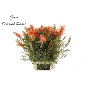 Grevillea Coastal Sunset