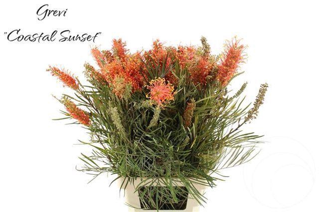 <h4>Grevillea Coastal Sunset</h4>