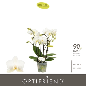 Optifriend Sandra 4 spike