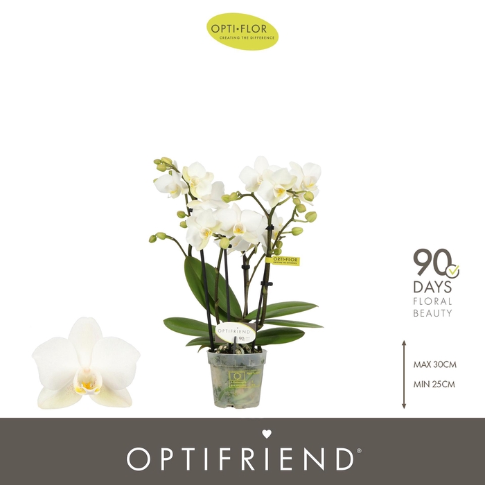 <h4>Optifriend Sandra 4 spike</h4>