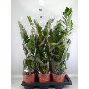 Zamioculcas zamiifolia