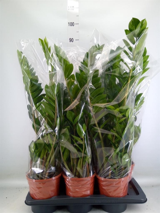 <h4>Zamioculcas zamiifolia</h4>