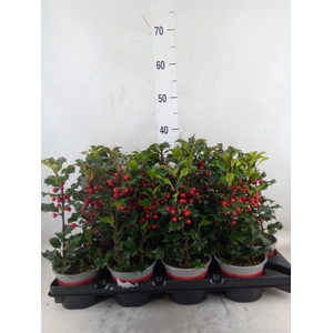 Ilex aquifolium