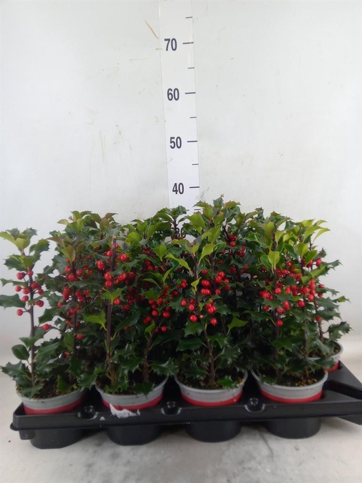 <h4>Ilex aquifolium</h4>