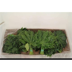 FATSIA JAPONICA BLAD