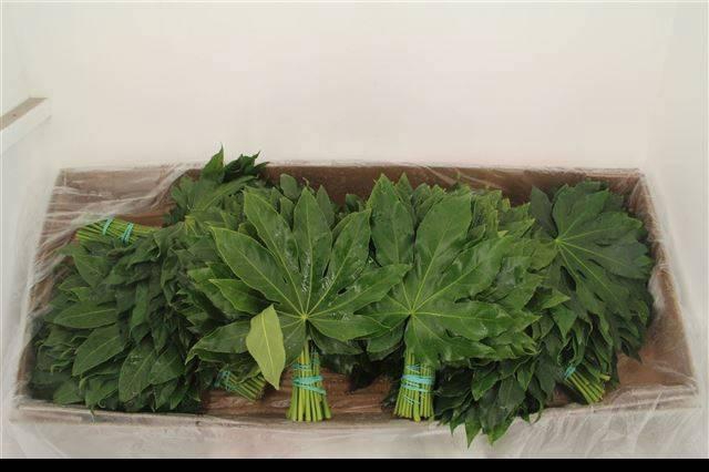 <h4>FATSIA JAPONICA BLAD</h4>