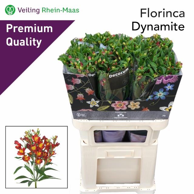 ALST FLOR DYNAMITE
