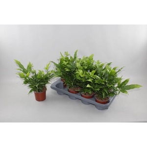 PTERIS PARKERI