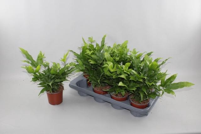 <h4>PTERIS PARKERI</h4>