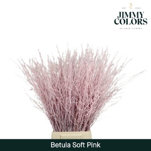 Betula paint pink light