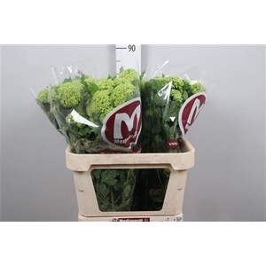 Viburnum Roseum St 2+