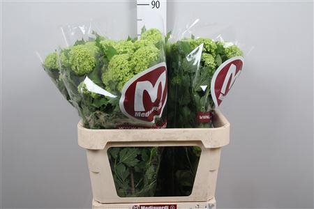 <h4>Viburnum Roseum St 2+</h4>