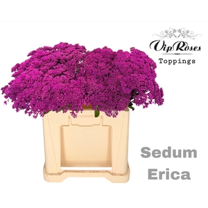 SEDUM ERICA