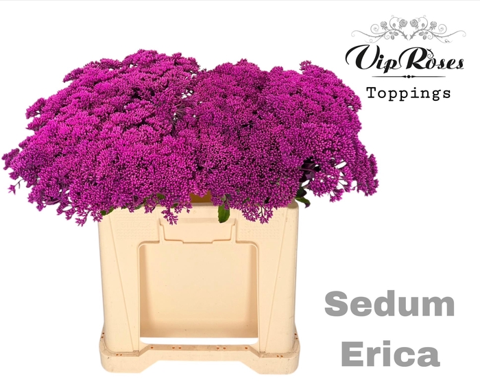 <h4>SEDUM ERICA</h4>