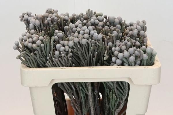 <h4>BRUN LAEVIS</h4>