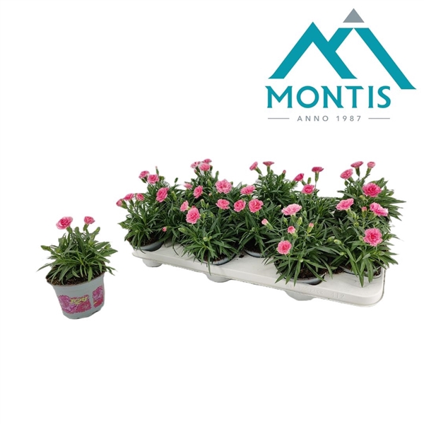 <h4>Dianthus I 'Love' You 10.5 cm</h4>