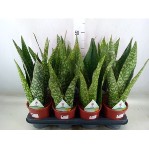 Sansevieria   ...