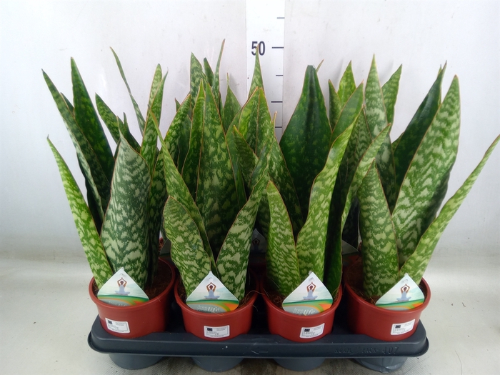 <h4>Sansevieria   ...</h4>