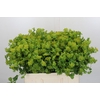 Bupleurum Griffithii
