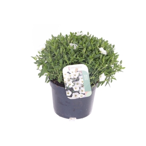 Arenaria montana