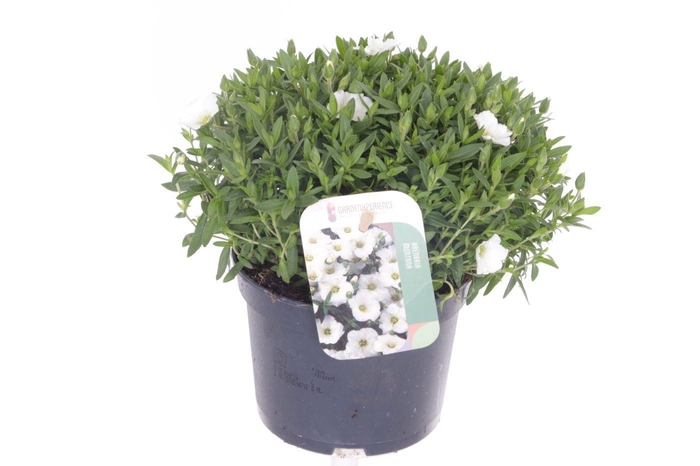 <h4>Arenaria montana</h4>
